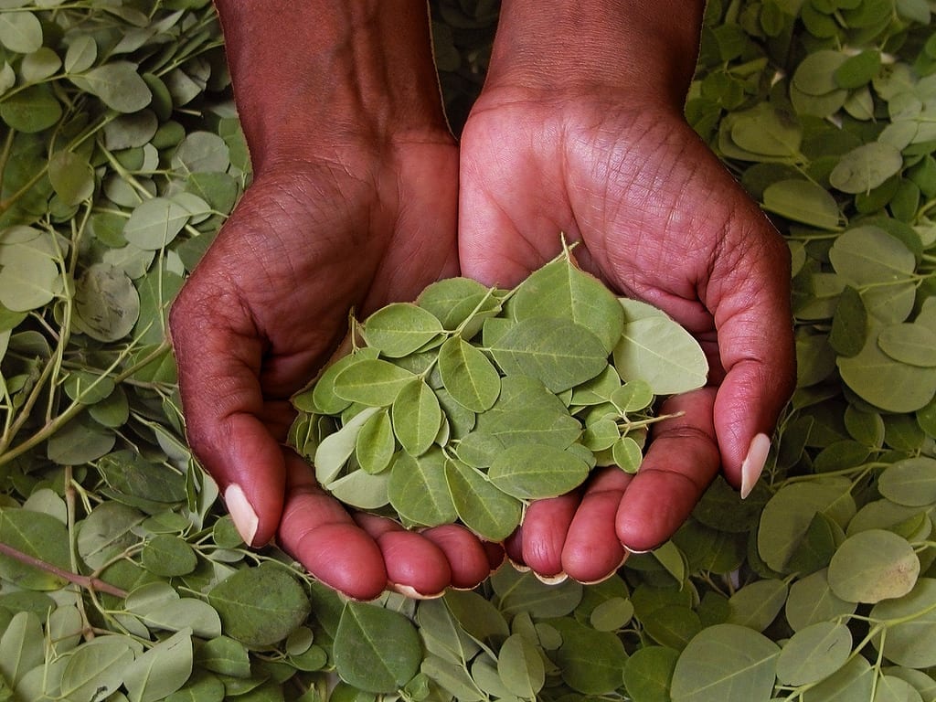 Three powerful benefits of the elite superfood: Moringa oleifera