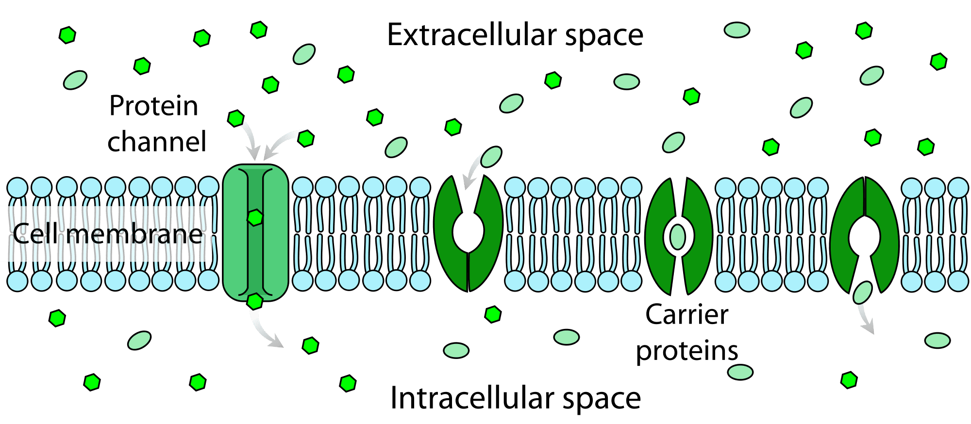 Reverse biological aging by naturally balancing cellular pathways ...